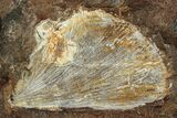 Four Fossil Ginkgo Leaves From North Dakota - Paleocene #215476-2